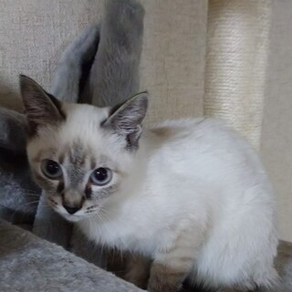 かわいいシャム系のような子猫です