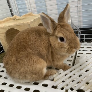 頭ナデナデ大好き♡可愛いネザーちゃんです！