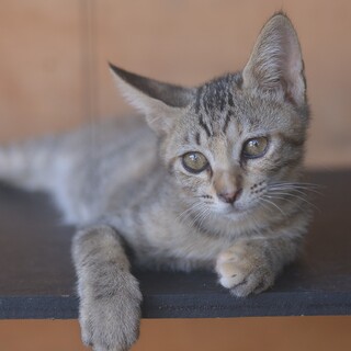 きれいなサバキジ