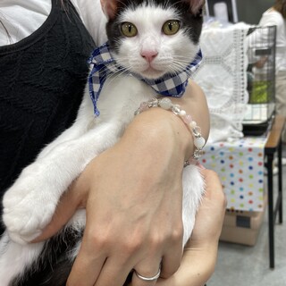 おかっぱちゃん！白黒男子リゲル
