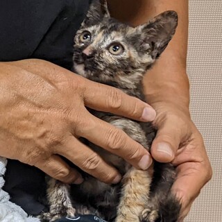 べっぴんさんで約２ケ月のサビ子猫ちゃん