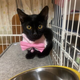 猫思いの黒猫ちゃん❤︎