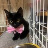 猫思いの黒猫ちゃん❤︎ サムネイル2