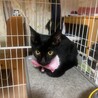 猫思いの黒猫ちゃん❤︎ サムネイル3