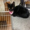 猫思いの黒猫ちゃん❤︎ サムネイル4