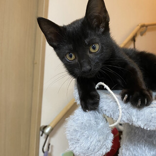 おてんば！クロンちゃん