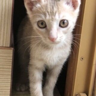 カギしっぽのだいち君