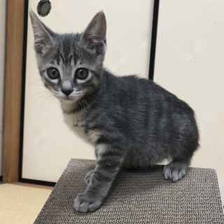 お目めパッチリゆうらちゃん