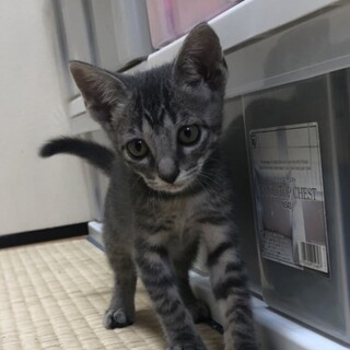 兄妹の中で1番小さい、ことはちゃん