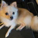 一歳のポメラニアンとチワワのミックス