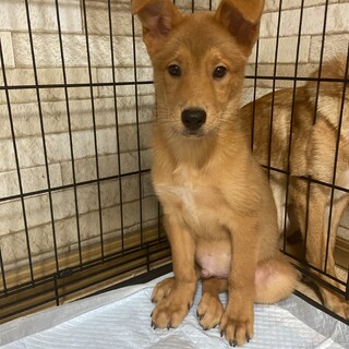 ちょっとおっとり✴︎テオくんの家族を探してます。