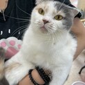 スコティッシュフォールド