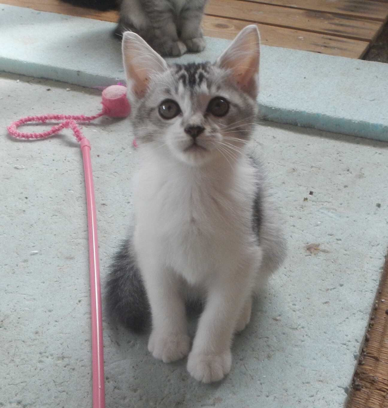 愛嬌たっぷり 生後2ヶ月 福島県 猫の里親募集 ペットのおうち 月間利用者150万人