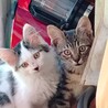 みちこ坊