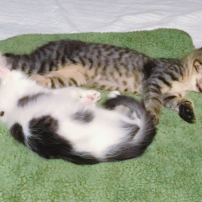みちこ坊のカバー写真