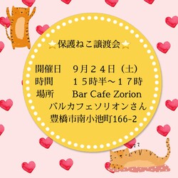 保護ねこ譲渡会