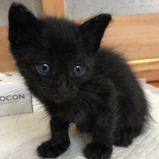 くろねこちゃん　七ちゃん(仮)