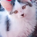 元気な美猫さんです！（兄弟もいます）