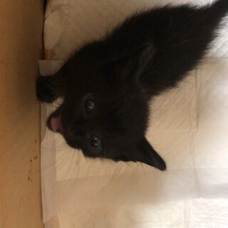 くろねこちゃん　八ちゃん(仮)