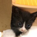 白黒猫ちゃん　九ちゃん(仮)