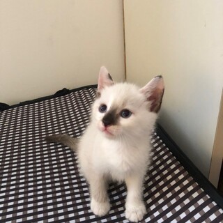 お転婆ガール★ぶちこ★シャム系