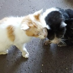 「久しぶりのログ」サムネイル2