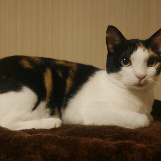 おしとやかな猫エイズキャリアの三毛ちゃん♀