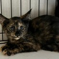 美猫　サビのサフラン里親募集中
