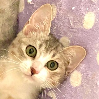 ic22-M1098 初めてのニャンコ飼い♪