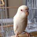 セキセイインコ アルビノ