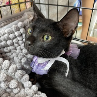 これぞ子ネコのかわいさ♡ウヌくん