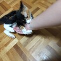【モフモフの三毛猫ちゃん♀】