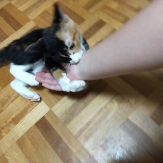 【モフモフの三毛猫ちゃん♀】