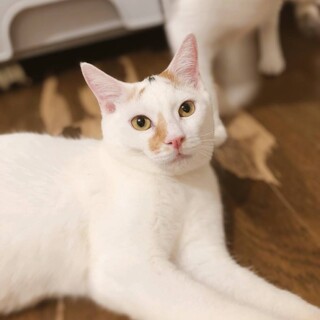 【アミール】募集を終了しました