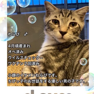 わらびくん♡ かわいいんですー！