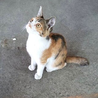 優しい里親様に巡り会えました。