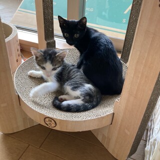 とっても温かい、黒ネコななちゃん☺︎