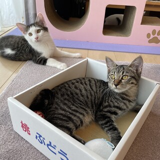 【お見合い随時】幸運を運ぶ？甘えん坊鍵しっぽ兄妹