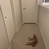 二階の廊下