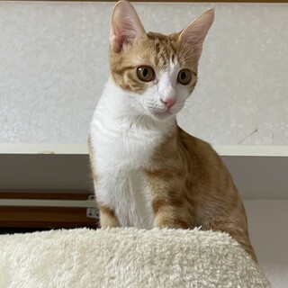 ミルクから育った甘えんぼ☆ハミィ