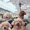 モチャオンさん