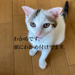 わらびとこんぶ兄妹☺︎どちらも欠かせない♡
