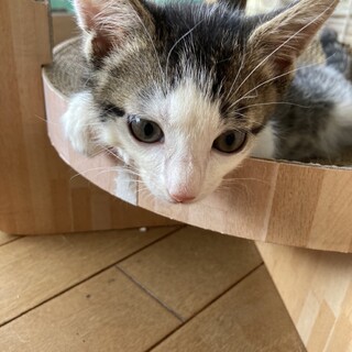 心の平和を守りましゅ！ポリスでしゅ！