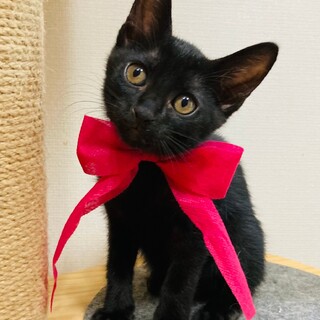 つやつやスレンダー黒猫の女の子♪