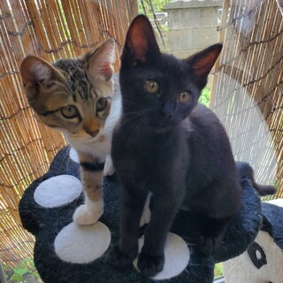 人間大好き、台風の中保護された強運の２匹