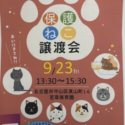 猫の譲渡会