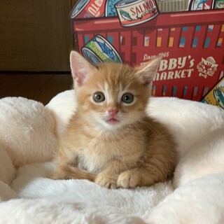 【9/25東銀座】マオくん2ヶ月♪