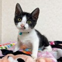 そっと触れただけでゴロゴロ甘えん坊♪ 黒白猫ちゃん