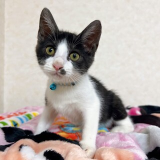 そっと触れただけでゴロゴロ甘えん坊♪ 黒白猫ちゃん