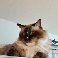 ハクちゃん